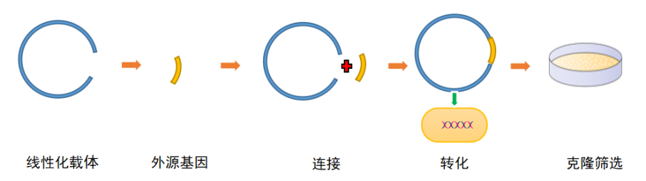 荧光素酶报告